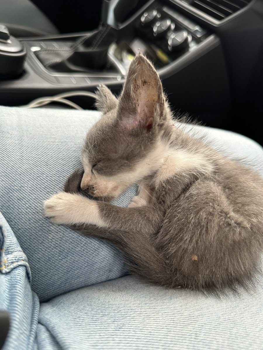 SeeGasly's tweet photo. No me gustaban los gatos. Siempre tuvimos perros y no quería tener gatos hasta que casi atropellamos a Faustina. Bajé rápido del auto a sacarla de la calle con la idea de recuperarla un poco y darla en adopción… y bueno ahora tengo 5 gatos jaja https://t.co/mjII0wV91s