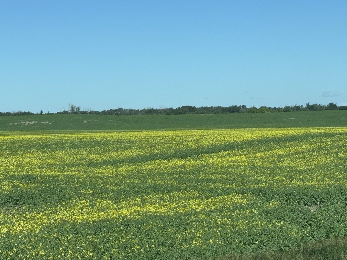 EricPrescesky's tweet photo. @bscomet22 2026. Something different on the north half of this field https://t.co/H9I2UsTFfX
