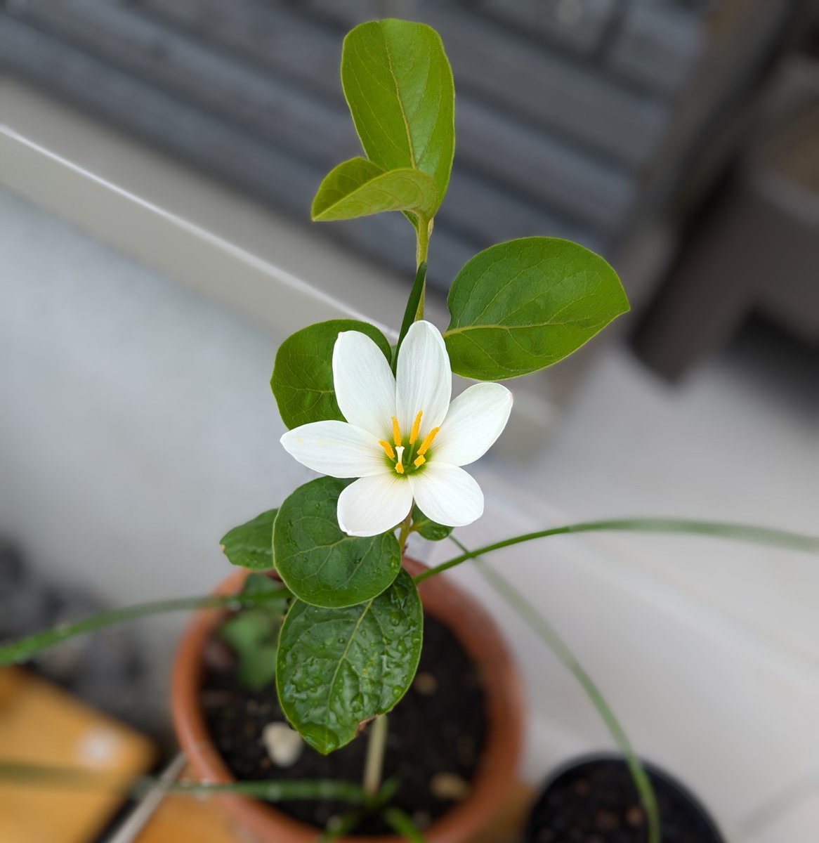riria1114's tweet photo. エッ　柿の花？と思ったらお前かいww https://t.co/UHCh8TfVVX