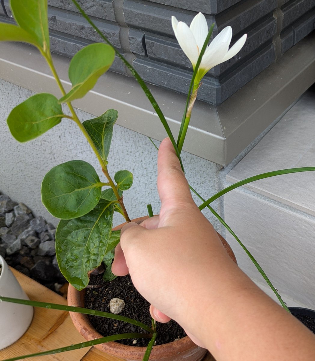 riria1114's tweet photo. エッ　柿の花？と思ったらお前かいww https://t.co/UHCh8TfVVX