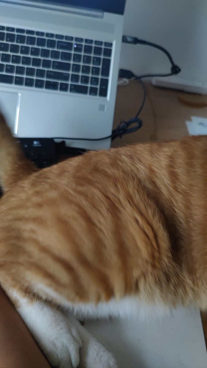 e3trafat__1's tweet photo. My cat curled up on my lap while I studied—this tiny purr is the best study break I could ever ask for , https://t.co/Px4IztgMkC