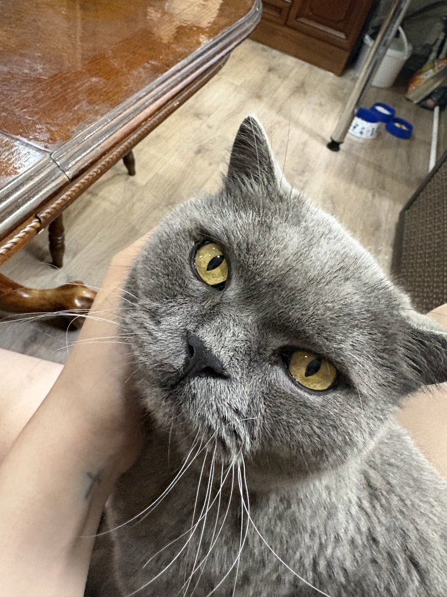 elsuhla's tweet photo. пушистый броу 😼 https://t.co/9bNg0clbhy