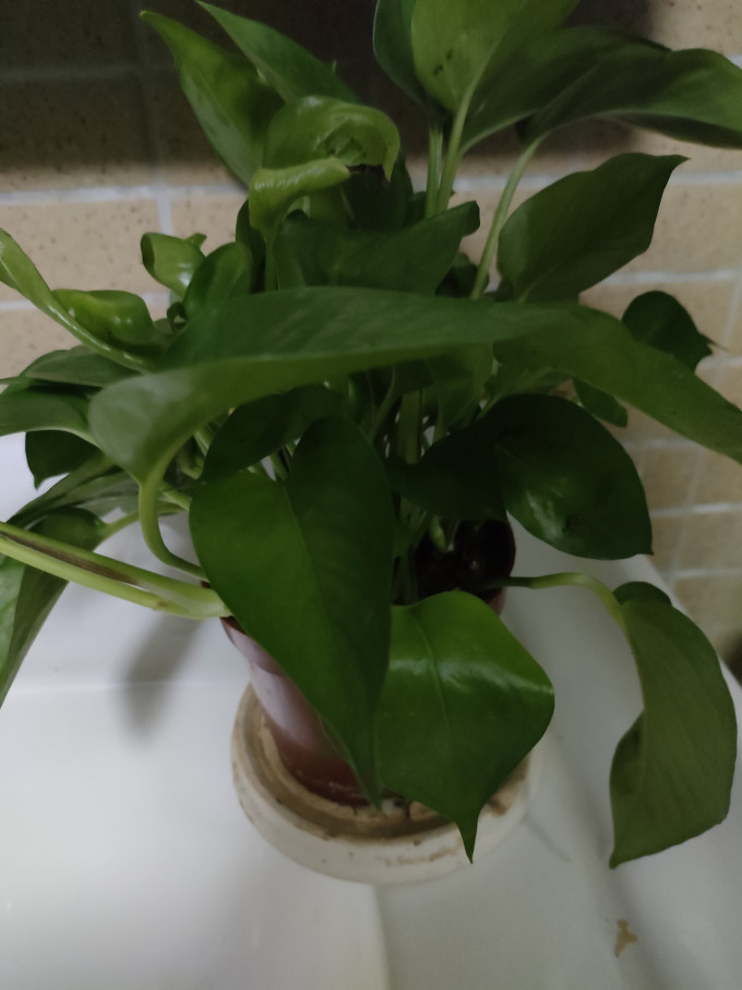 MonetPoplabebr's tweet photo. Pro tip for your pothos: Wipe its leaves with a damp cloth once a month to dust them off—this helps it breathe better and grow lusher! https://t.co/KQgtb2bWjK