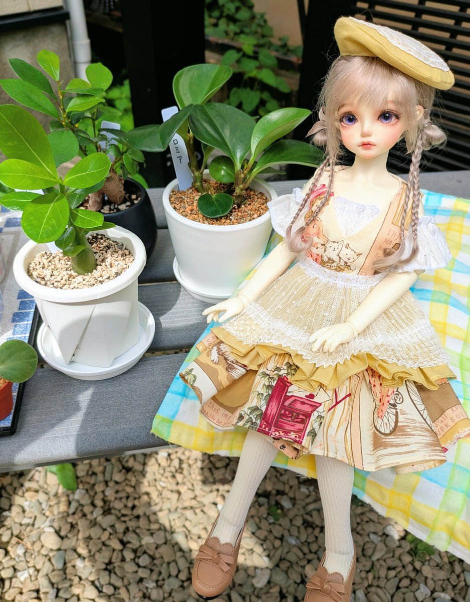 d0_itk_1l's tweet photo. 良いお天気&ちゃっかりペペロミアもお迎えしたので、水曜子ちゃんと📸
ブラウスタイプのトップス持ってないからこのインナーでジャンパースカート着せてみたらめちゃ可愛い🌷良き良きの良き(◜ᴗ◝ )
#rosenlied
👗 #みみわんぴ https://t.co/tu2dSDjfQl