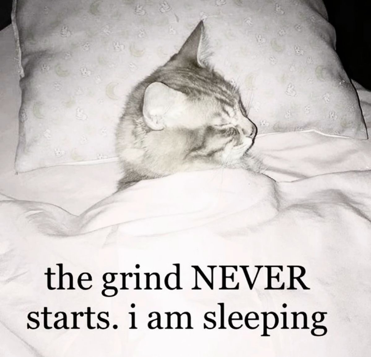 PunchingCat's tweet photo. https://t.co/XXdM8dEhCb