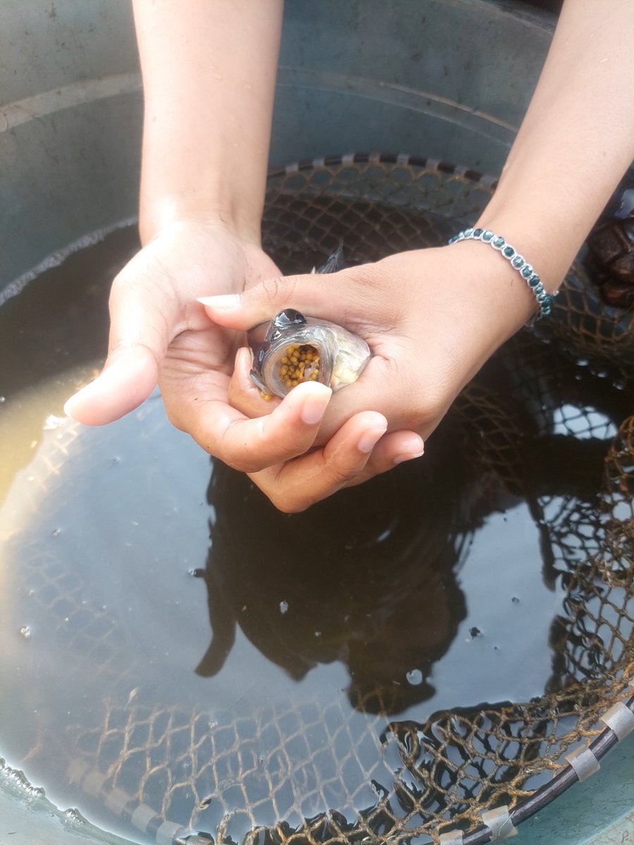 Privatgx83's tweet photo. hidup lagi cape" nya malah di suruh ngitung biji ikan 🗿😩 https://t.co/Vcp2Qgl78r