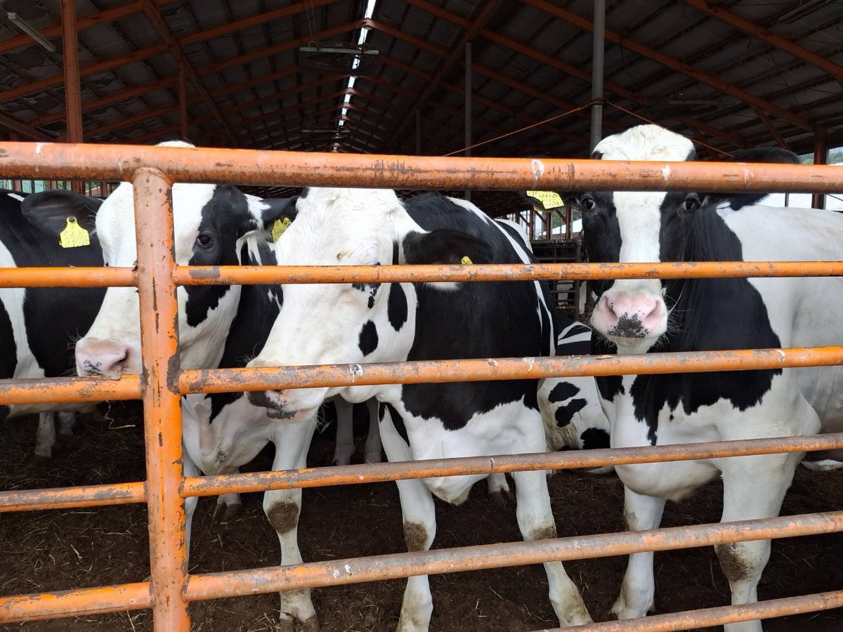 hakubashikou's tweet photo. 牛さん🐮

北海道の農場を覗いてきました👀

何千頭の牛さんモーモー🐄🐄🐄🐄

みんな誰だーと、こっち向いてますわーウッシシー笑　

#牛 #北海道 #農場 #白黒 #写真 #写真好き #ハクバ紙工 #ハクバ紙工株式会社 https://t.co/z9h3yZEOHH