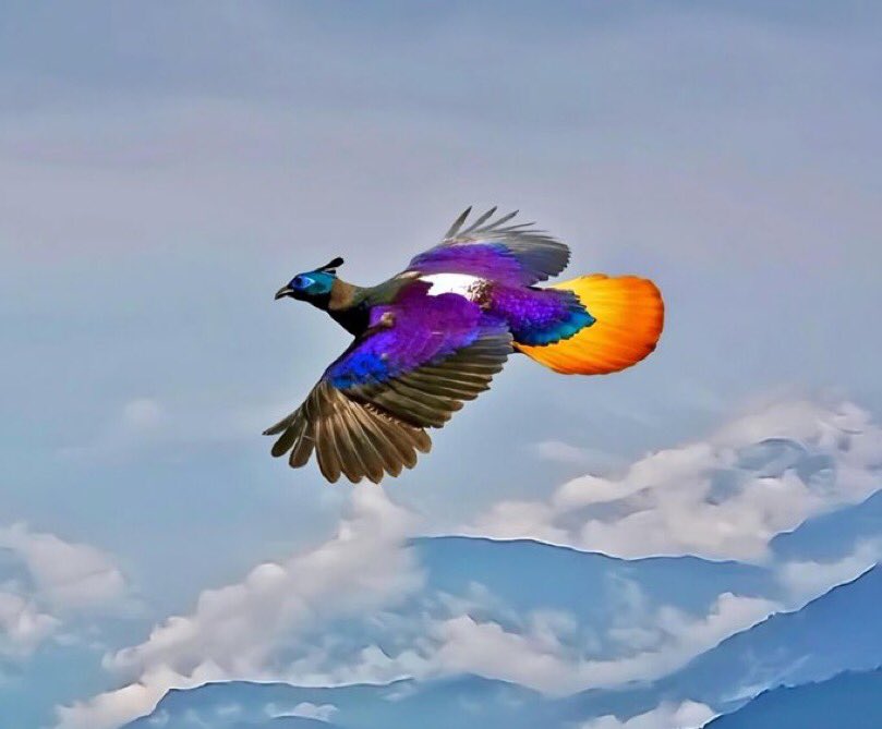 Hana_b30's tweet photo. Photographer captures the flight of the Himalayan monal, known as the “bird of nine colors.”

📸 Aditya Chavan https://t.co/A8nA1fMIth