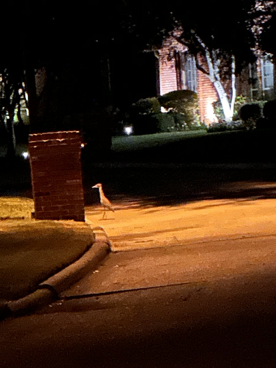 DeesAgents's tweet photo. This Heron wasn’t fazed by our presence and Collin didn’t @ him. Nature has a way. https://t.co/1EpYTwkTun