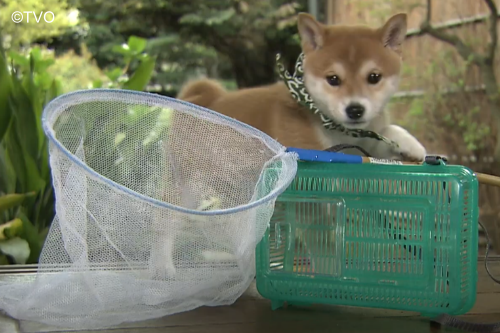 mamesuke_tvo's tweet photo. ハツ
17代目豆助
＃豆助
＃柴犬
https://t.co/nSnWAUn6If https://t.co/DWuvtEPLwz