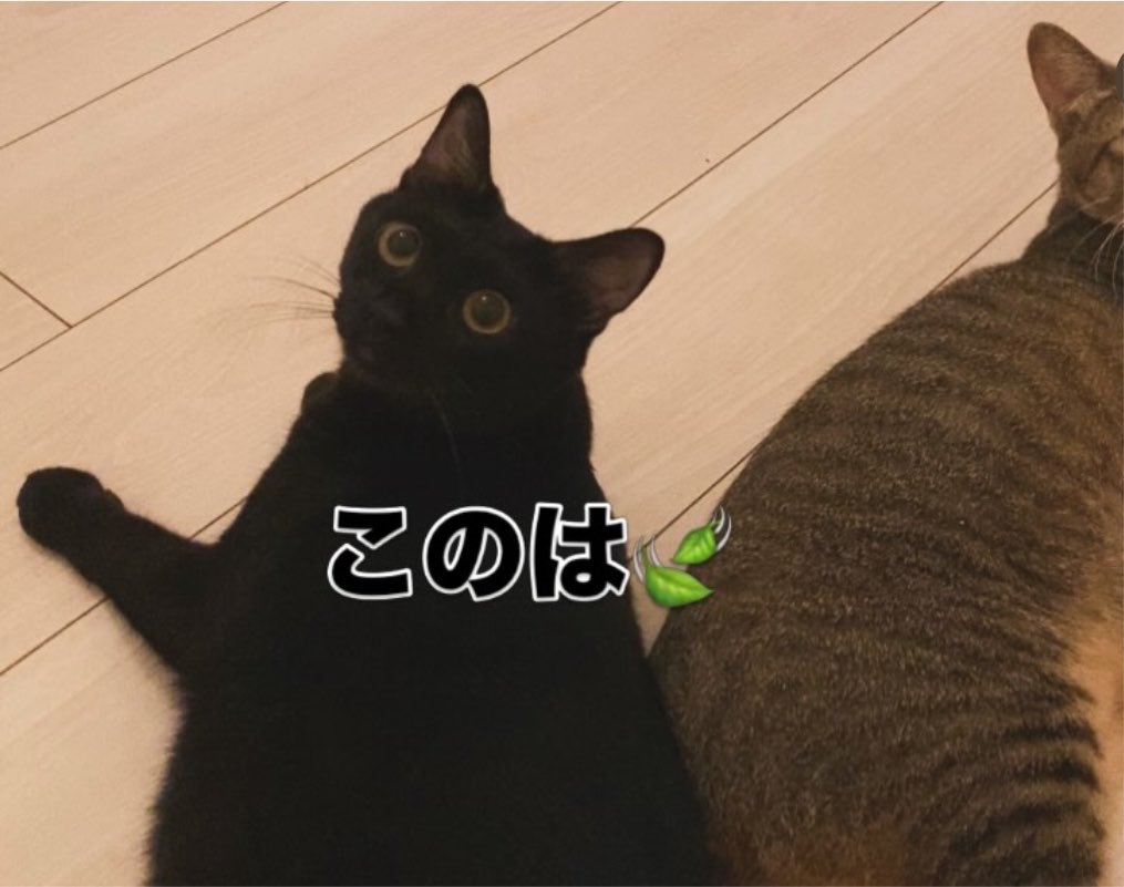 sipponosirabe's tweet photo. 預かりボラさんのところで大切にお世話してもらっている3匹、この子たちも小さな時に保護されて、すっかり大きくなりましたがまだ一歳とちょっと、これからの長い時間を一緒に過ごしてくれる里親さんを募集中です。
できたら3匹の中から2匹一緒か、先住猫さんのいるお宅にお願いしたいです🙇🏻‍♀️ https://t.co/YnSRVw8S2Y