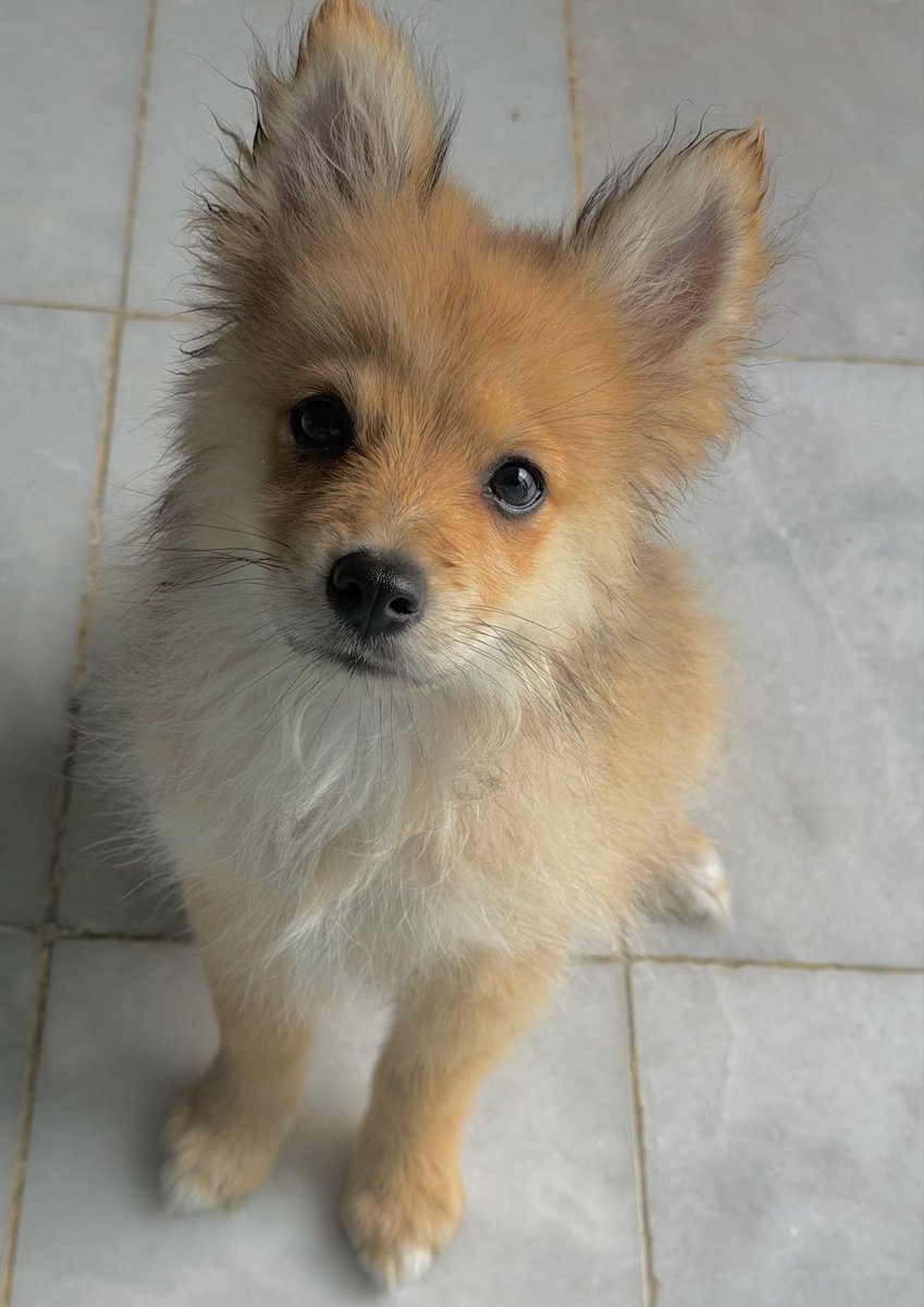 fabodeleonradio's tweet photo. #Woody #Perrito #Amor #Noble #Amigo https://t.co/euBecPahTE