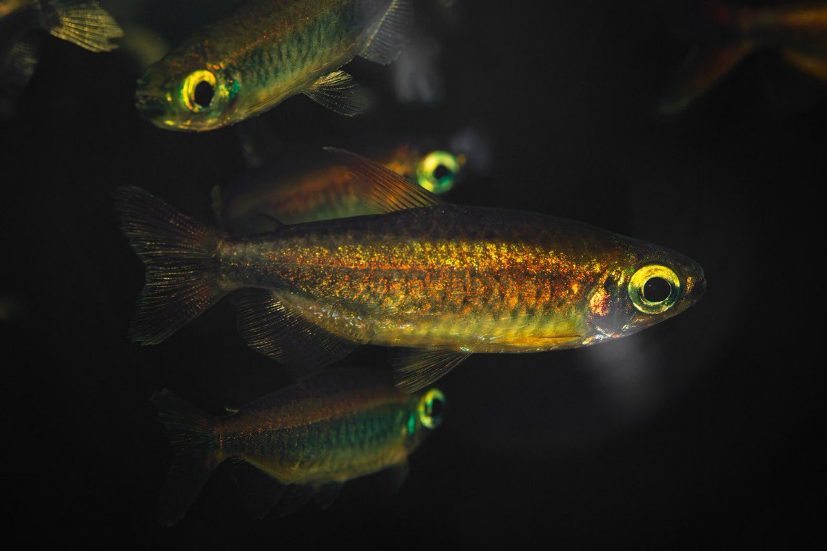aquafocus_a10i's tweet photo. 【オンラインストア熱帯魚追加情報】

コンゴ便入荷分の熱帯魚をオンラインストアへ掲載いたしました。

https://t.co/BY6WifDBqo
↑↑↑
こちらからご確認ください👍

#アクアフォーカス 
#AquaFocus 
#アクアリウム 
#アジとイワシ 
#オンラインストア 
#通販サイト https://t.co/Atg6FkL0zx