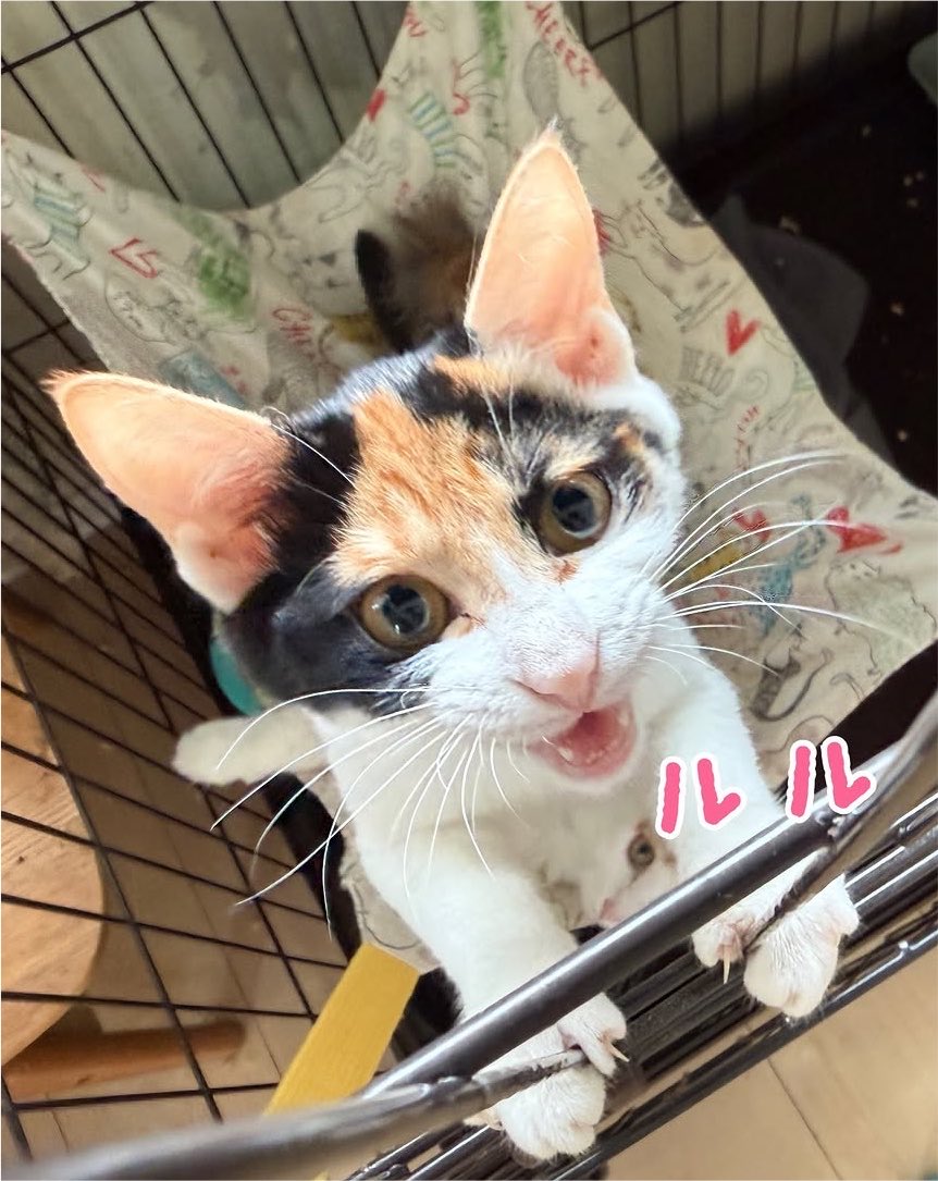 sipponosirabe's tweet photo. 二文字兄妹の女子チームはみんな三毛猫です。
ルルとナナの見分けが難しいと言われますが、ルルちゃんの方が顔の黒い部分が多く、ナナちゃんは鼻水柄があります😂
リリちゃんは白多めで長毛に育ちそうな雰囲気です、兄妹の中から2匹でお迎えしてくださる里親さんを探しています、よろしくお願いします https://t.co/yG3dw6iSip