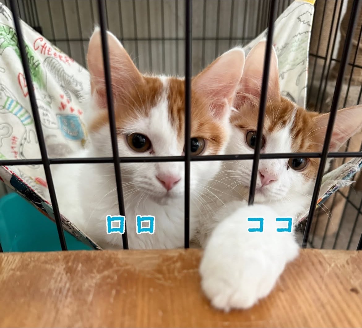 sipponosirabe's tweet photo. 二文字兄妹の男子チームです
ぜんぜん見分けがつかないと言われていますが、よく見てくださいね
ココくんの方がクッキリとしたハチワレで、ロロくんの方は右側がちょっと短めです。
体の柄はとても似ているので顔を見ないとわかりません😅
兄妹の中から2匹でお迎えしてくださる里親さん希望です🙇🏻‍♀️ https://t.co/eUGIwOb9ba