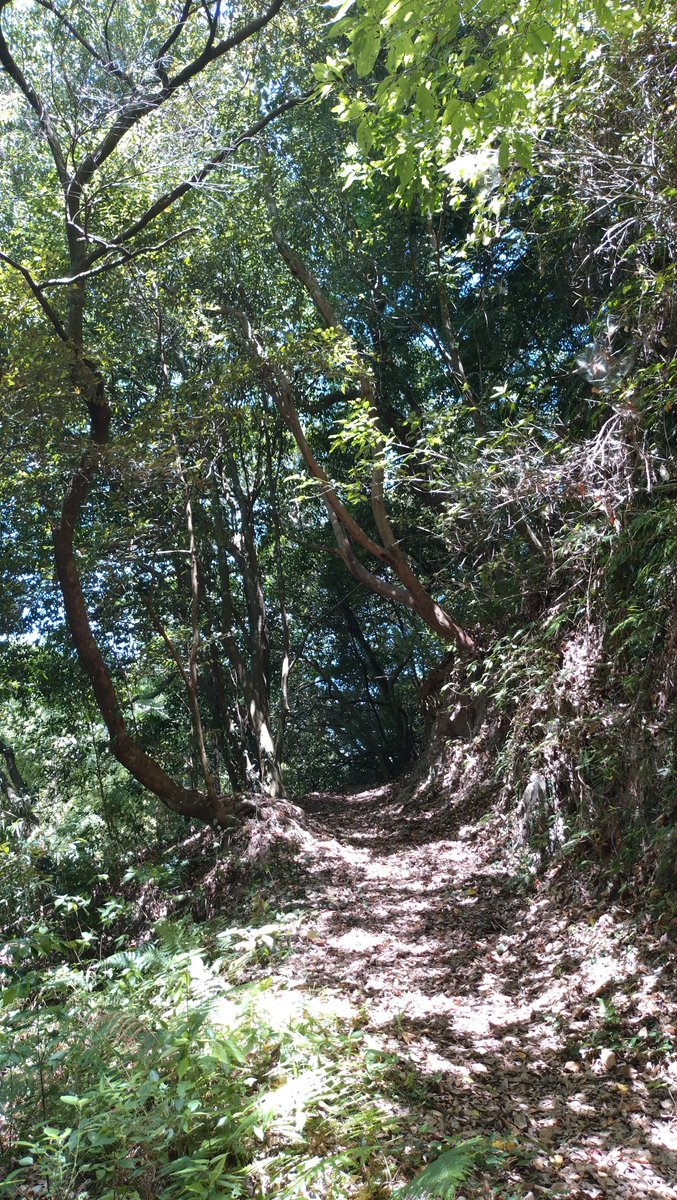 CharlieBNR32's tweet photo. 鹿児島ネタ。志布志市の萬來さんに行ったあと、お城に行ってみました。荒れた山道で、暑さと時間により途中断念。ジオラマを見に行くとかなり入り組んだ山城のようだ。全部歩いてみたいけど、１人で徘徊するにはちょっと怖いかな。#志布志市 #志布志城 https://t.co/65MxyfmxOR