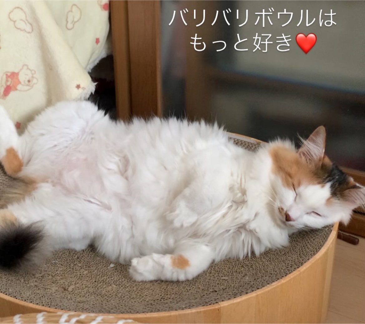 sipponosirabe's tweet photo. 工場のゴミ置き場で排ガスにまみれながらひっそりと生きていました、保護時は白い毛がグレーになっていて、体に染み付いたゴミの臭いがなかなか取れませんでした
毎日お腹を空かせていて工場の人がこっそりと食べ物をくれました、今はすっかり余裕が出て小さな子のお世話もしてくれます #里親募集中 https://t.co/Yn2K7668IG