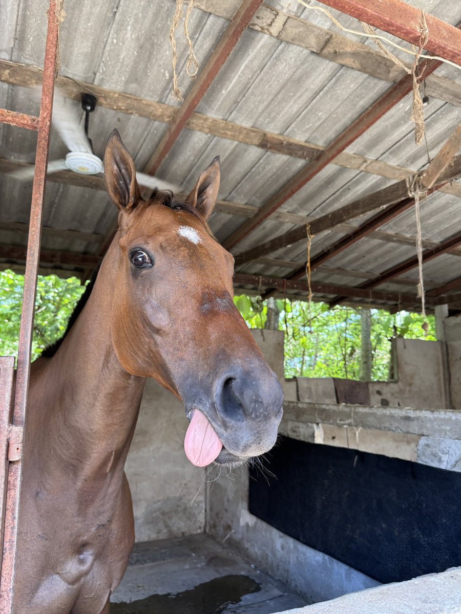 Sri_Ayudhya's tweet photo. ジムトンプソン賞勝ち馬
ノンエンドゥーちゃん（馬名意訳かわいいこちゃん」 https://t.co/p5ohh5XKJ6