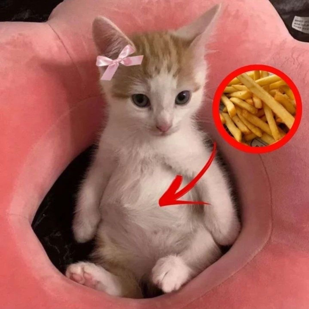 catsworldaura's tweet photo. https://t.co/9GKHwMkqN6