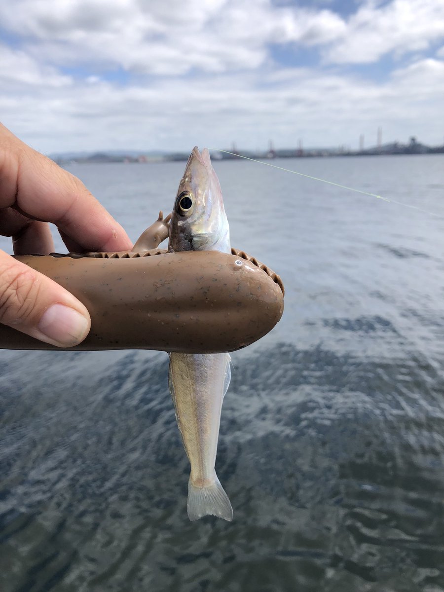 MOTO8638's tweet photo. 千葉県沖堤防🎣
キスはコンスタントに好調をキープ🐟カサゴは前回より居ない感じ🤔それでもよく釣れる🎣可愛いのはリリース👋美味しくいただく分だけキープ🤝その他カサゴのルアーにタコ🐙キスの仕掛けにイシモチが特別ゲスト✨
根魚玉とジャコバグはやはり餌🎣❗️
そしてハイブリッドXのみのキス釣りだったけどほぼ入れ食い🎣これは本当に餌革命⭕️
連休は混むだろうから昨日行ってみたらもう貸切状態🎣
最&高でしかない👍
＃木更津沖堤防
＃根魚玉
#ジャコバグ
#ハイブリッドX