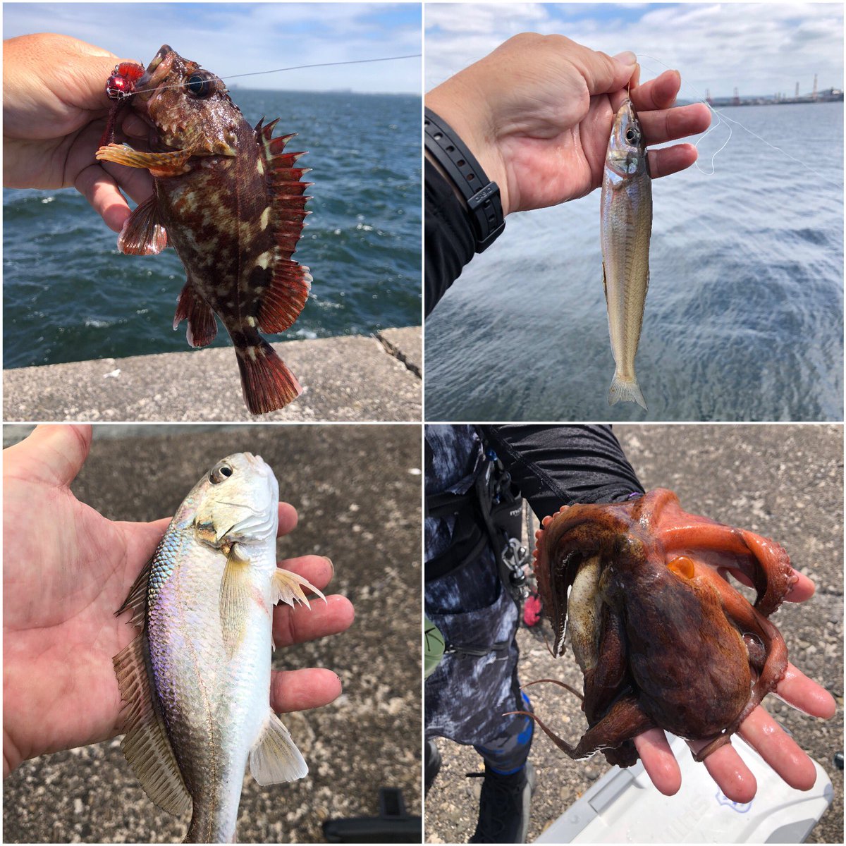 MOTO8638's tweet photo. 千葉県沖堤防🎣
キスはコンスタントに好調をキープ🐟カサゴは前回より居ない感じ🤔それでもよく釣れる🎣可愛いのはリリース👋美味しくいただく分だけキープ🤝その他カサゴのルアーにタコ🐙キスの仕掛けにイシモチが特別ゲスト✨
根魚玉とジャコバグはやはり餌🎣❗️
そしてハイブリッドXのみのキス釣りだったけどほぼ入れ食い🎣これは本当に餌革命⭕️
連休は混むだろうから昨日行ってみたらもう貸切状態🎣
最&高でしかない👍
＃木更津沖堤防
＃根魚玉
#ジャコバグ
#ハイブリッドX