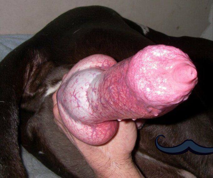 Thiccum1's tweet photo. My pleasure Pleasure makes me think something else, something sensational and crazy🥵🐾🐶🦴🐾🐾🐕🐶 https://t.co/WJppyURcdo https://t.co/iclKcoLeno