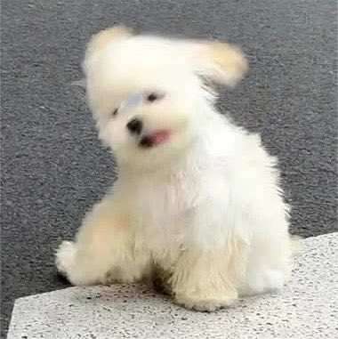 junikunxq tweet picture