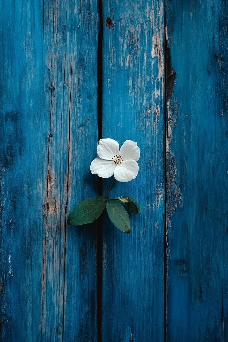 aestheticspost_'s tweet photo. https://t.co/aUtBhilrI3