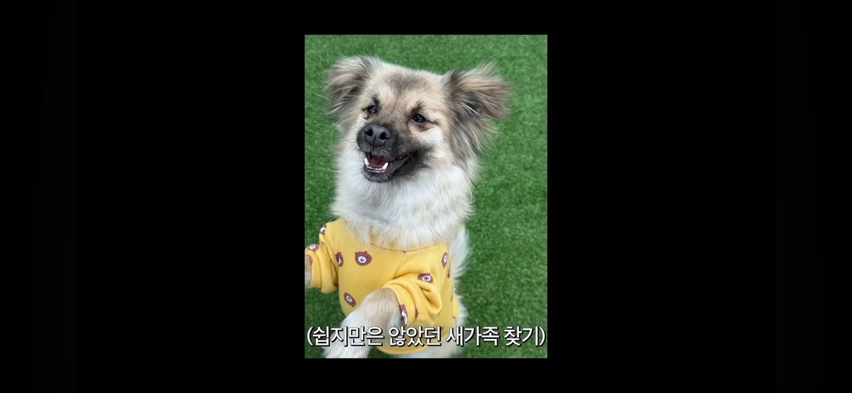 iamkimgosu's tweet photo. 손태영이 유기견 입양했는데 짱 귀여워
ㅠㅠㅠㅠ 논산강아지에서 뉴저지 강아지됨 ㅠㅠ 믹스견 입양 잘안된다는데 유명인이 많이 입양해서 홍보해주라 ㅠㅠㅠ https://t.co/0VSd4BIeco