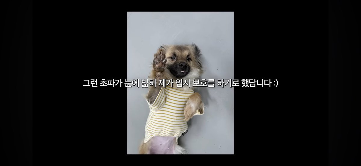 iamkimgosu's tweet photo. 손태영이 유기견 입양했는데 짱 귀여워
ㅠㅠㅠㅠ 논산강아지에서 뉴저지 강아지됨 ㅠㅠ 믹스견 입양 잘안된다는데 유명인이 많이 입양해서 홍보해주라 ㅠㅠㅠ https://t.co/0VSd4BIeco