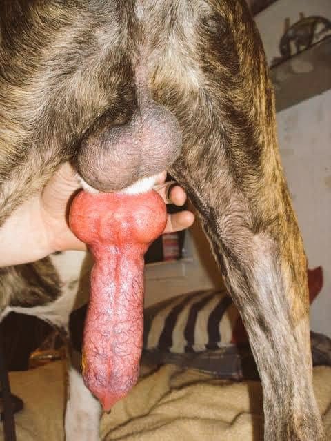 xooo8s0f's tweet photo. Will you let me have all the fun  
Gaped and sore is how I love it 

New exclusive experience with a huge cock  Topped by this big boy

Today was fun at the stable 
Follow I know you’re ready to cum more #chudai #raw #hotvideos 
Subscribe https://t.co/9b6gc0Es7x