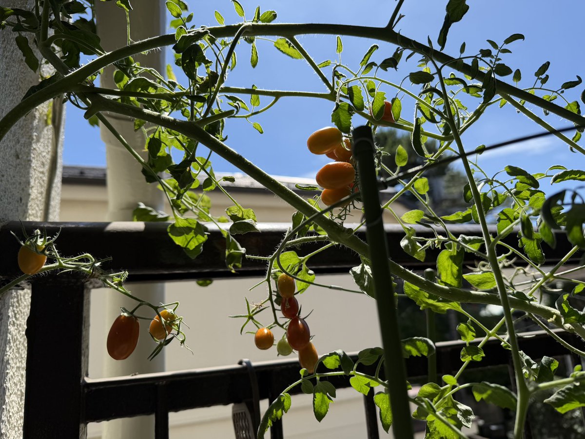 miyu_ZeroFro's tweet photo. 綺麗な夏の空に夏野菜を添えて
1枚目、オクラ←実は収穫済み笑
2枚目、ナス←これから大きくなる予定
3枚目、トマト←やっと赤くなってきた https://t.co/GdqYZzZ7BV