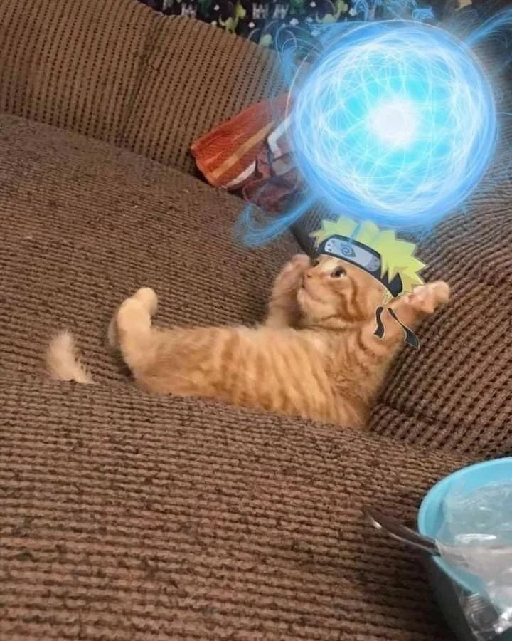 PunchingCat's tweet photo. https://t.co/Ouq5DOj9g7