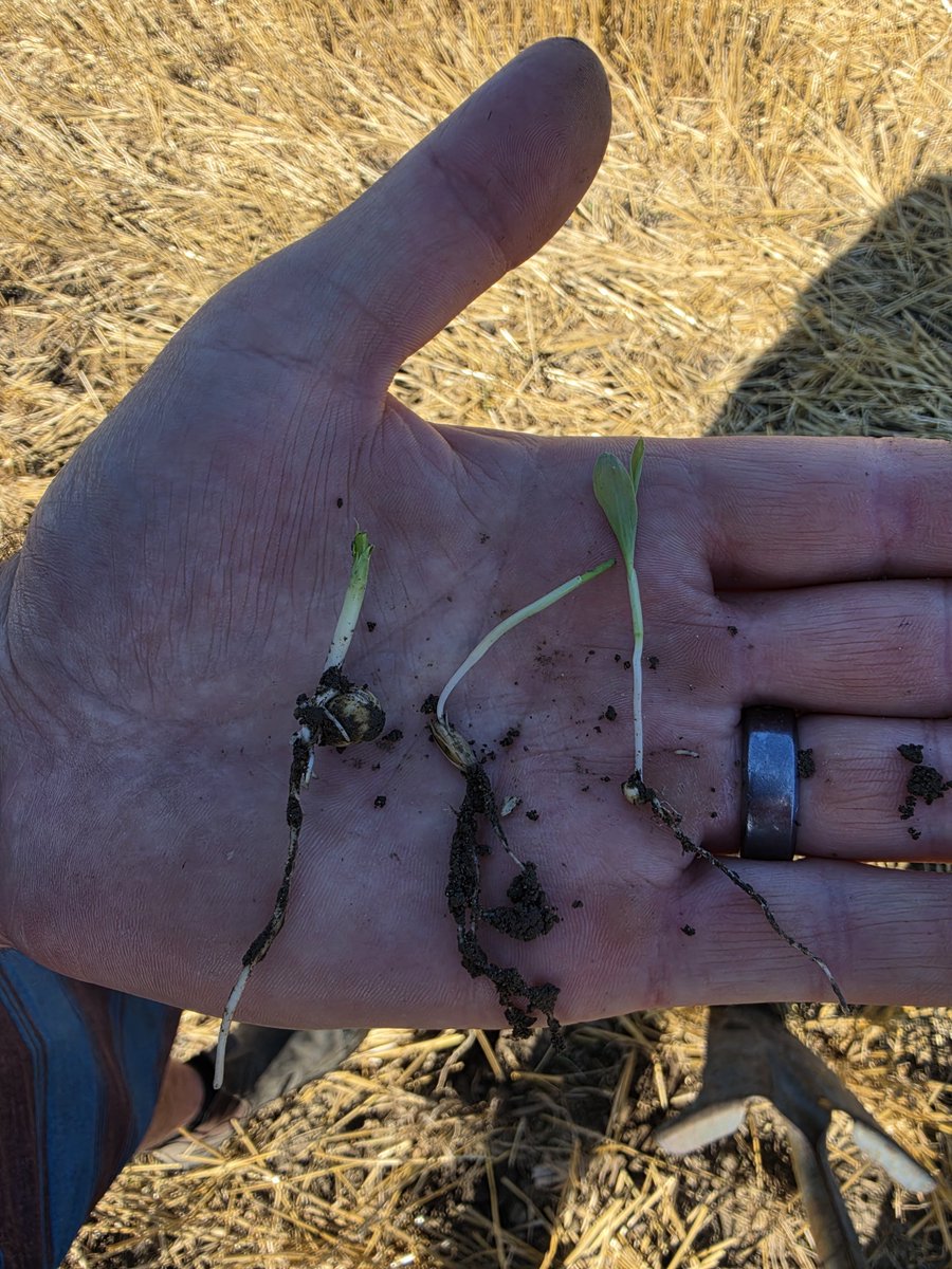 VanMeerFarm's tweet photo. 5 day after planting our #covercrops after wheat.  Ideal conditions, timing and following weather.  5 days its up and going strong.  Oats , Winter chick pea and milo. https://t.co/6mrryuwz79