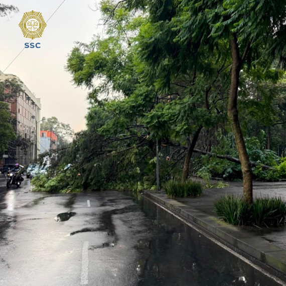 OVIALCDMX's tweet photo. #PrecauciónVial | Afectada la circulación por Árbol caído en Av. de la Paz a la altura de Av. Insurgentes, alcaldía Álvaro Obregón, servicios de emergencia acuden al lugar. 
#AlternativaVial Desierto de los Leones y su continuación Vito Alessio Robles. https://t.co/V6kzIWaEzn