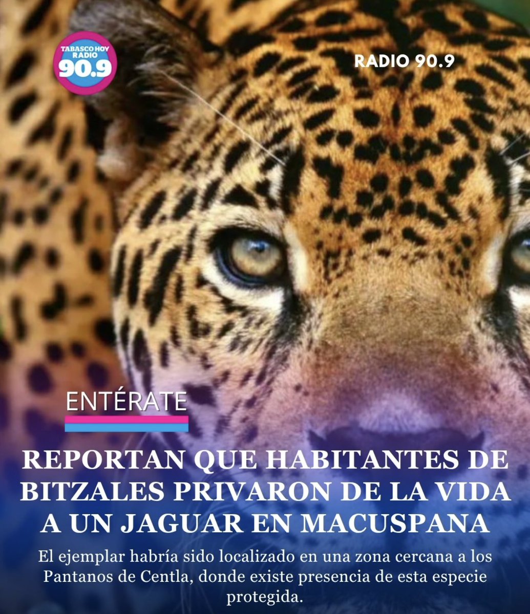 Geopolitik_2030's tweet photo. RT por favor!

@Claudiashein @TabascoJavier
@SEMARNAT_mx
ALGUIEN QUE DENUNCIE AL AUTOR DEL ¡¡CRIMEN!!

‼️MACUSPANA, TABASCO MÉXICO 🇲🇽 
MATAN A UN JOVEN JAGUAR EN LA ZONA DE LOS BITZALES EN MACUSPANA, TABASCO.
El CACHORRO FUE ASESINADO POR GANADEROS, AÚN SABIENDO QUE ES ESPECIE PROTEGIDA‼️