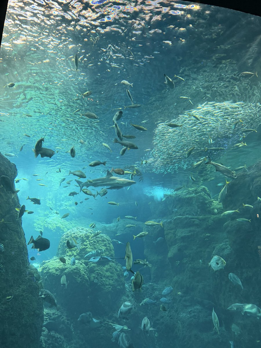 ft_perc's tweet photo. 久しぶりに水族館行ってきた🐬🪼🩵 https://t.co/vA41joIKs7