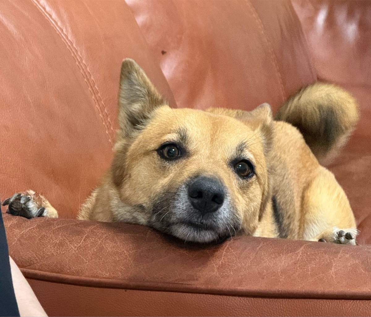 inoblo's tweet photo. むと家のkawaii担当いのです🐕 https://t.co/K3WfVPpycl