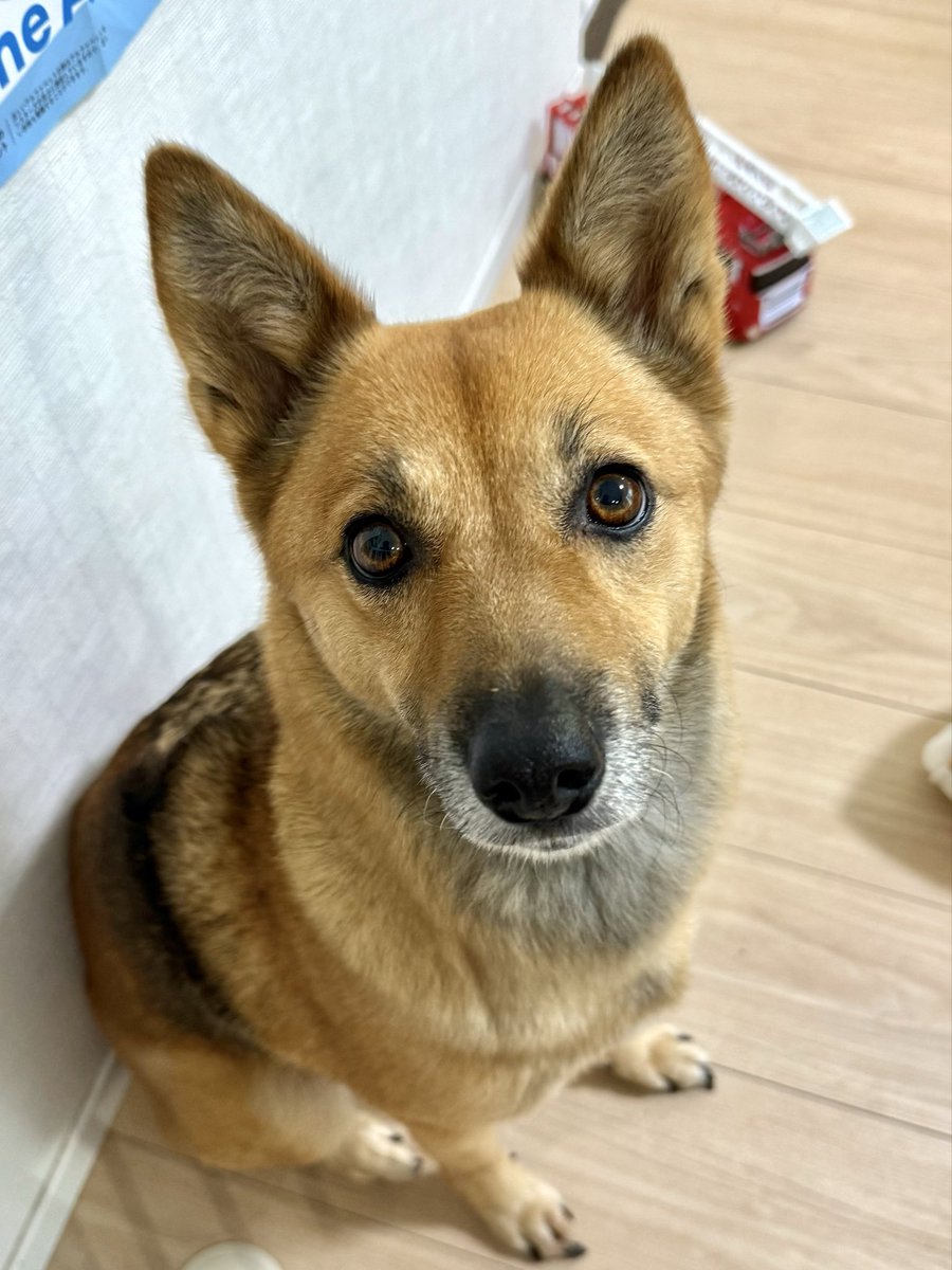inoblo's tweet photo. むと家のkawaii担当いのです🐕 https://t.co/K3WfVPpycl
