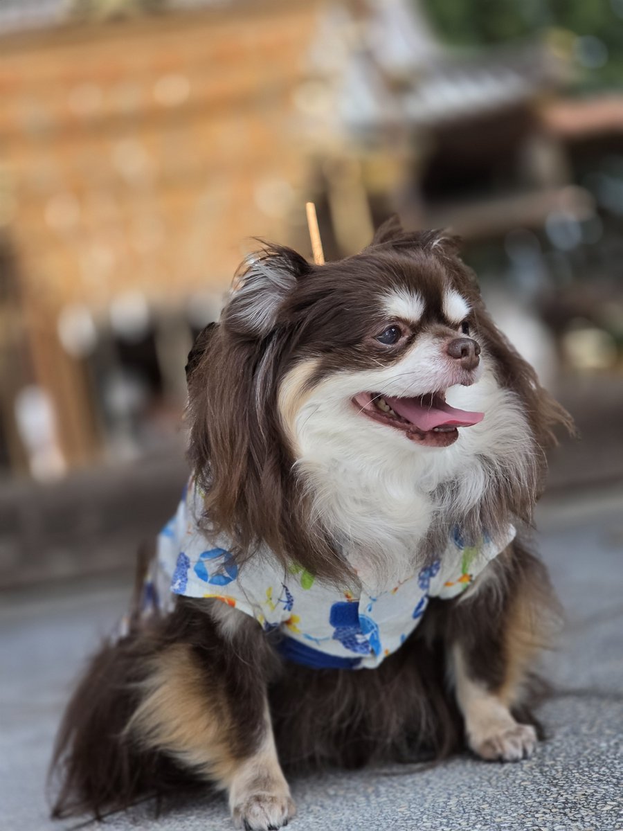 nao_feat_tk's tweet photo. 風鈴🎐ひまわり🌻風鈴🎐と🐕️🎶

こまめに水分補給しながら🐕️✨ https://t.co/GK4qMsBZlu