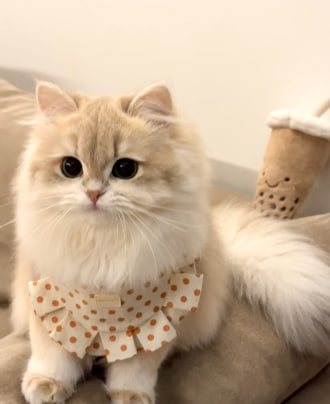 obariku's tweet photo. おはようございます🐱☀️
今日もふわふわパワーで癒しをお届けします✨
小さな幸せを大切に、素敵な一日になりますように🌸 https://t.co/dEVX6OsHSl
