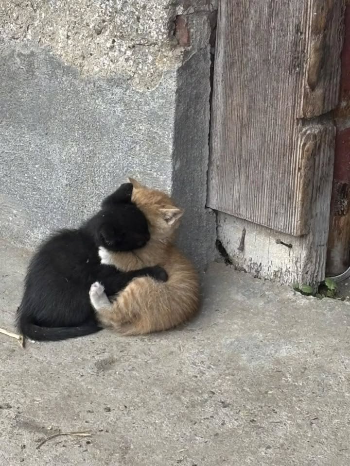 nekocatts's tweet photo. I love you ❤️ https://t.co/3j1u7S3v9M