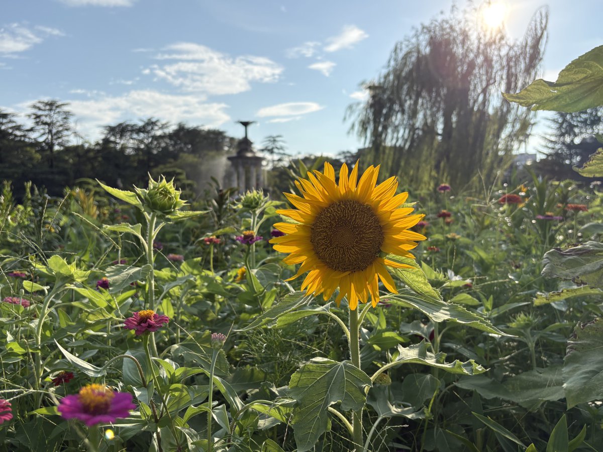 tsurumapark's tweet photo. 噴水塔東花壇では、ヒマワリが次から次へと咲いてきています！🌻✨  
ヒマワリは、生長に伴って太陽の動きを追うように顔の向きを変えます🌞 
 花が完全に開くと東を向いたままの状態になるため、噴水塔東花壇のヒマワリは、噴水塔をバックにして鶴舞公園ならではの写真を撮ることができます！！📸 https://t.co/MiZzw3IJKt