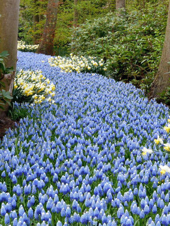 prettiestavenue's tweet photo. river of flowers https://t.co/Um7aON6Af2