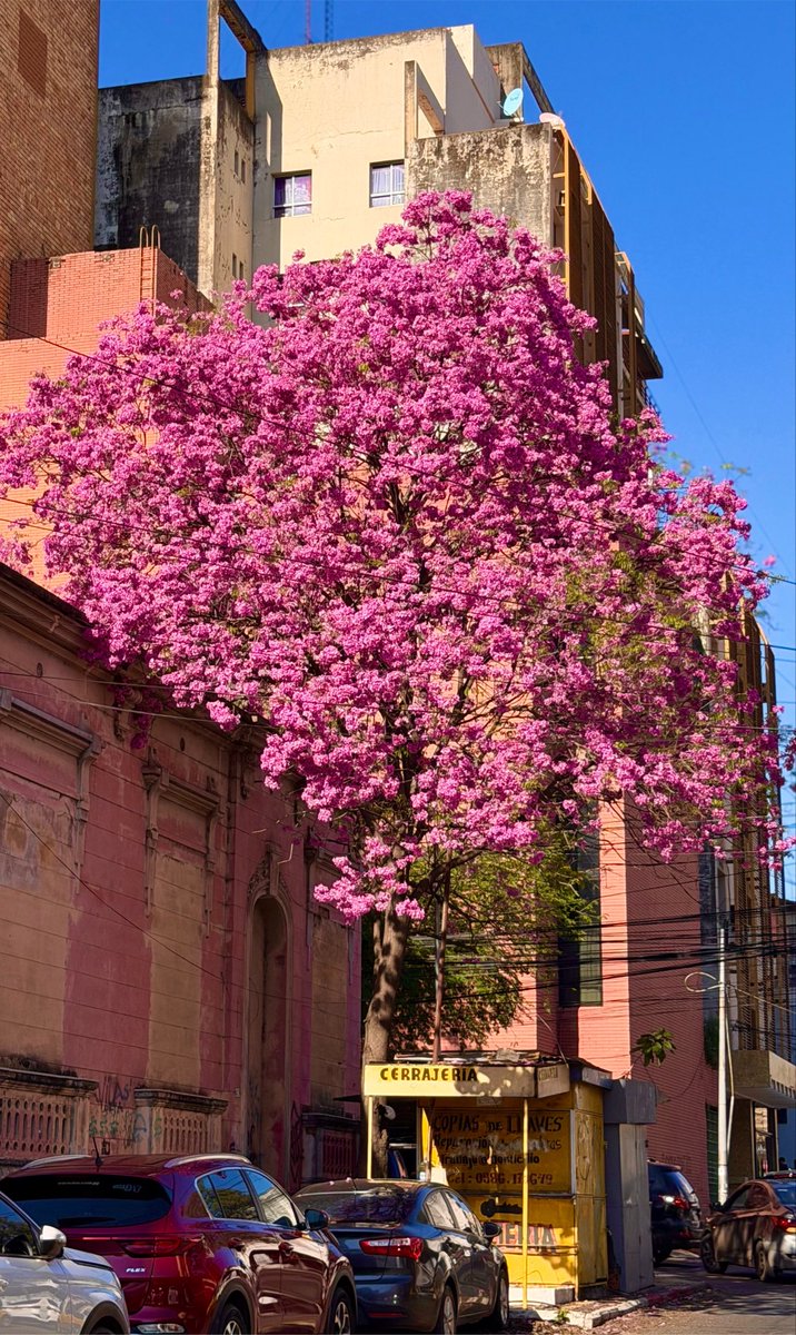 JOSEESCAURIZA's tweet photo. Sobreviven casas y edificios antiguos, muchos con las marcas de décadas sin cariño. Fachadas ajadas, descuidadas y resquebrajadas que todavía resisten.

Siguen en pie algunos negocios de antaño, como si fueran cápsulas del tiempo. En la foto, una cerrajería y, en la otra esquina, un viejo estacionamiento que cobra solo en efectivo. ¿Tarjeta? ¿QR? No, ¿qué es eso?

Y, en medio de todo, estalla de color un lapacho rosado que cada invierno hace un esfuerzo descomunal por dar vida al paisaje urbano, haciendo que, aunque sea unas semanas, olvidemos el gris, lo viejo y la monotonía de lo cotidiano.