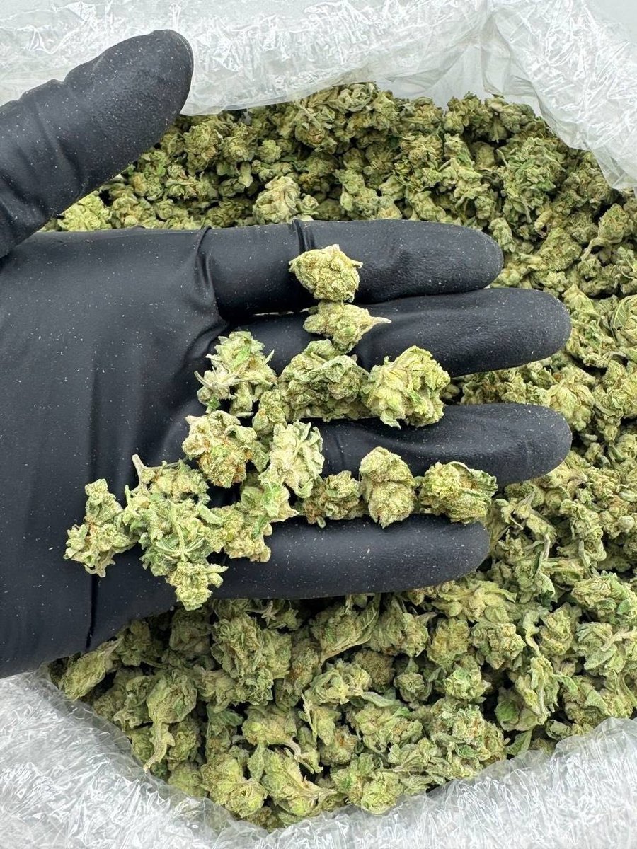 AccessR60504's tweet photo. Message me on telegram 
https://t.co/iiPoCHxtZb

White Runtz
$680
5+ $450
#weeds
#Aceultrapremium 
#moonrock
#hash
#cannabis
#smokingclub
#cannabisclub https://t.co/8DqxPVpuvD