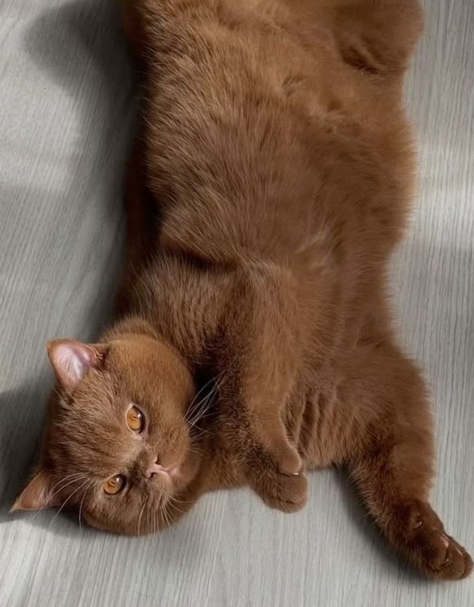 AlejandroSddrl's tweet photo. Um gato gordo na sua tela..🤎 https://t.co/kGJhRsCogB