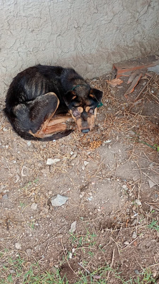 patripeyrou's tweet photo. ⛔La tiraron CIEGA, VIEJITA, NO PUEDE MANTENERSE EN PIE⛔
⚠️URG TRÁNSITO ⚠️
📍 Laferrere 
📞+54 9 11 6612-0362 https://t.co/YEj0VTA2rQ