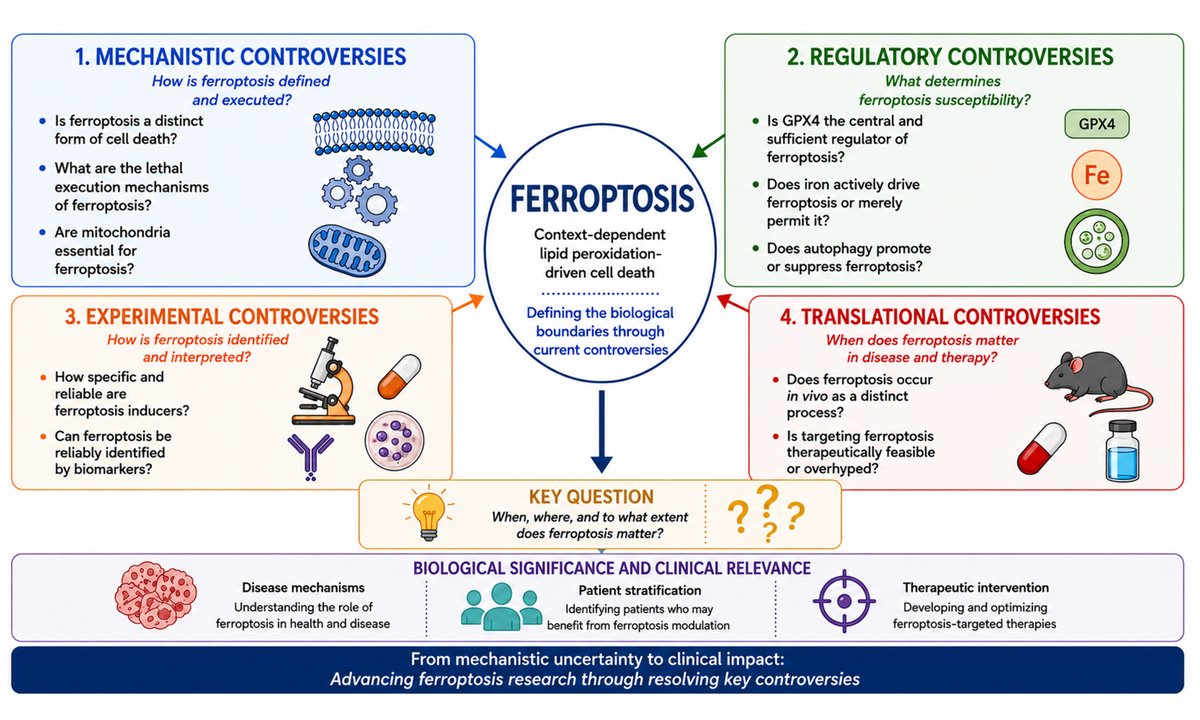 ElementJournalX's tweet photo. 🚨 New Review!

What defines ferroptosis? This review discusses 10 major controversies spanning mechanisms, biomarkers, and clinical translation.

Read for free👉: https://t.co/C9K1ci4mwu

#Ferroptosis #CellDeath @OlzmannLab @realJimWells @RobertoZoncu @Brunorm84 @manuelmuro5 https://t.co/l9sN6DeXdE