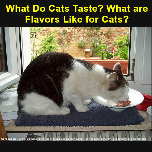 500wayscom's tweet photo. Through science, we now know what tastes or flavors are like for cats. The details are here: https://t.co/hbZZc9xcEe (#flavor, #taste, #cat, #kitty, #kittycat, #kitten, #feline, #tastebuds, #catFood, #catEating) https://t.co/GB00dcL40i